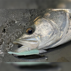 BAY RUF BR FISH 3.3"