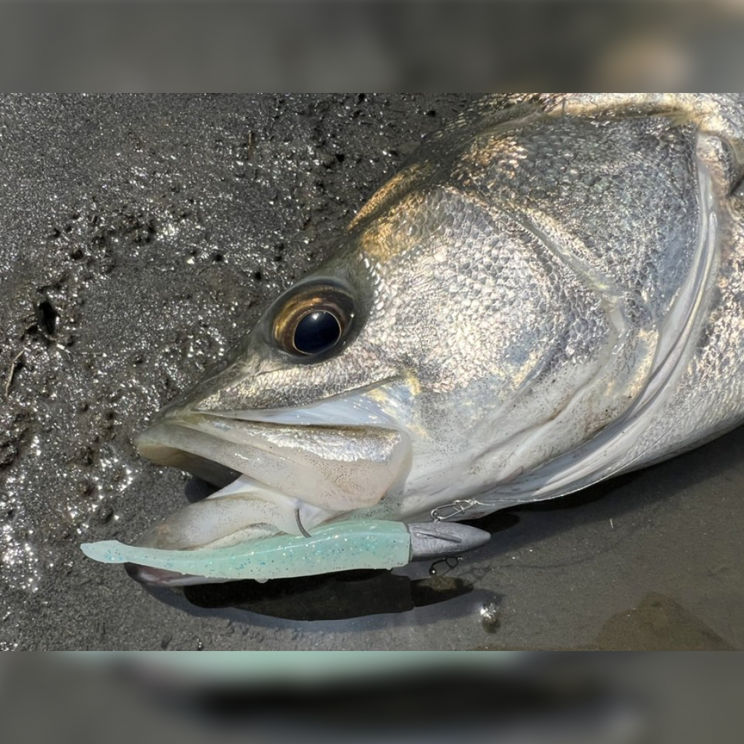 BAY RUF BR FISH 3.3"