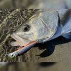 REALIS ROZANTE 77SP SW LIMITED